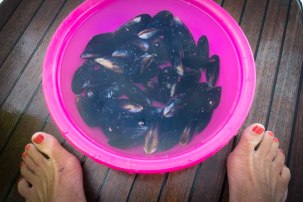 A feed of liberated mussels