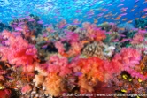 Namena-Soft-Corals-10